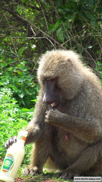 Monkey in Mole National park (© Berlin-enjoy.com)