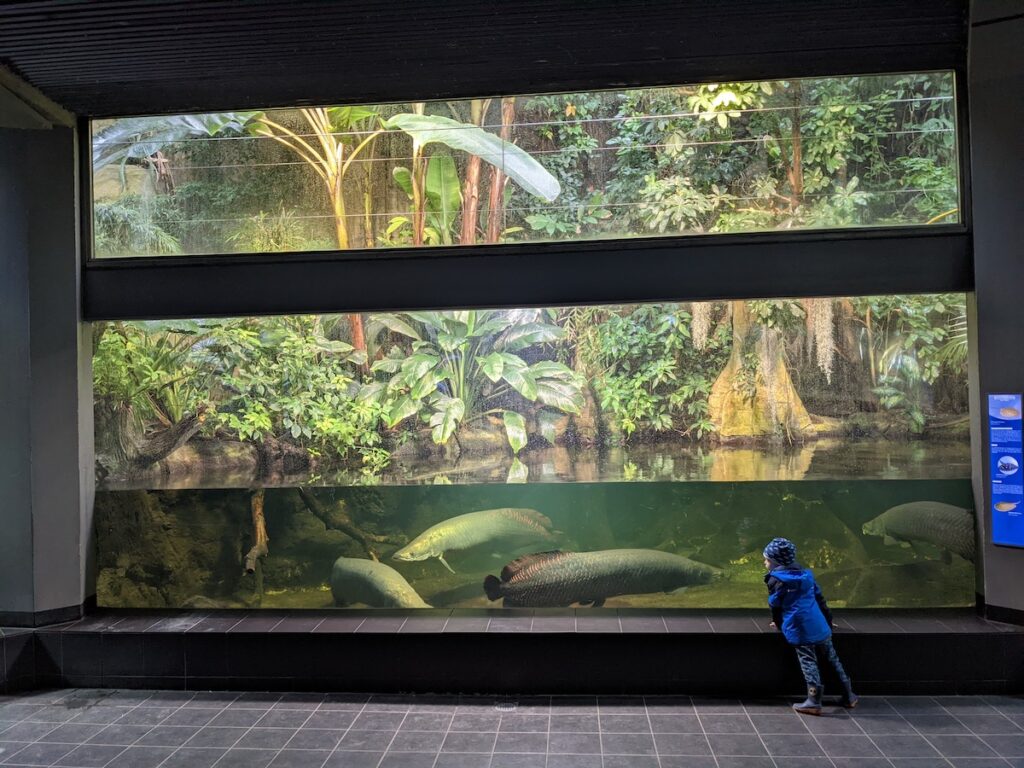 The largest fish in the Aquarium Berlin